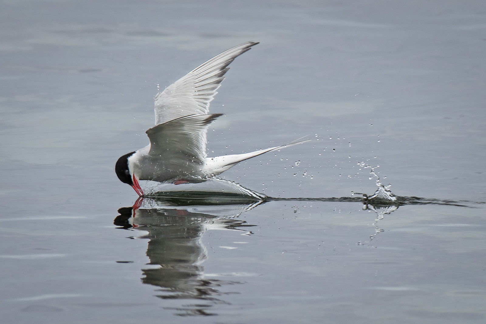 Arctic Tern Fishing